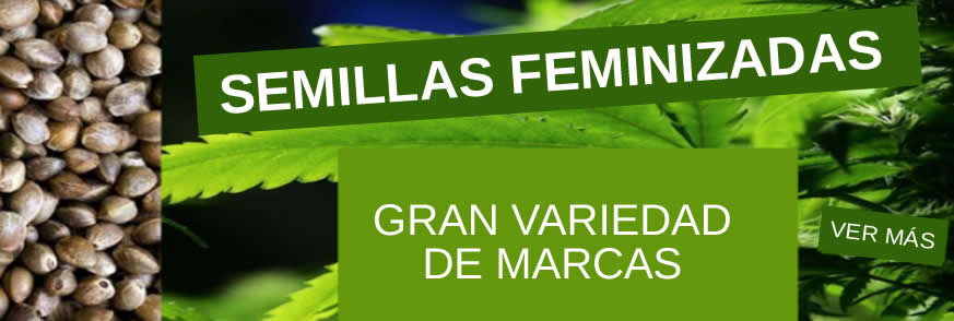 Semillas feminizadas